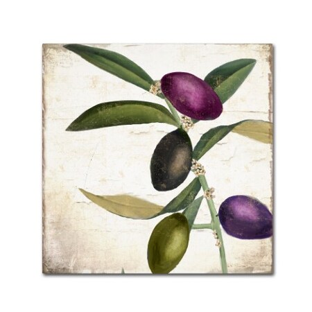 Trademark Fine Art Color Bakery 'Olive Branch II' Canvas Art, 14x14 ALI4810-C1414GG